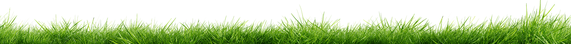 grass